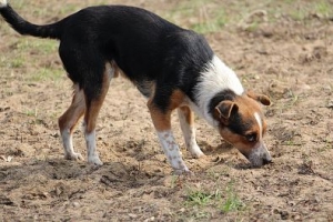 Boguś