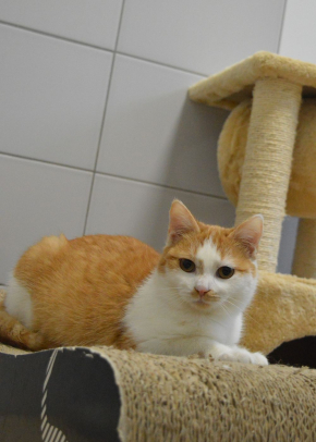 Kedi - koci szkrab
