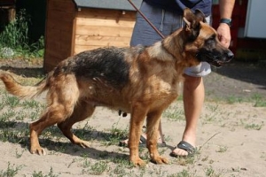 Kora