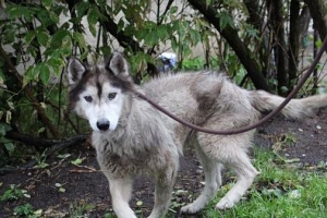Chinook
