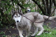 Chinook