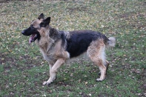 Tara