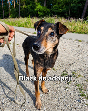Black - rozgląda się za kochającym domem