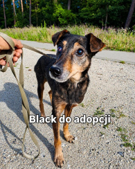 Black - rozgląda się za kochającym domem