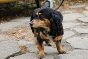 Wańko