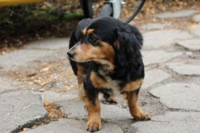 Wańko