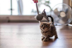 Kotek do adopcji