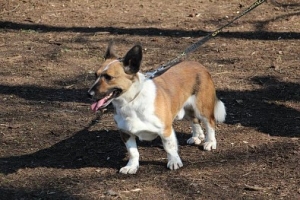 Rozbójnik