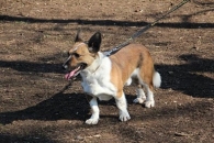Rozbójnik
