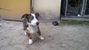 Bulti