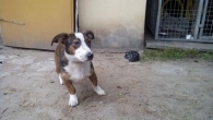 Bulti