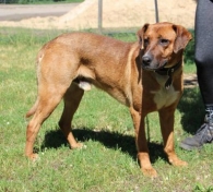Kieł