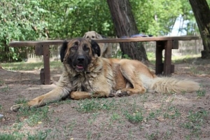 Kuba