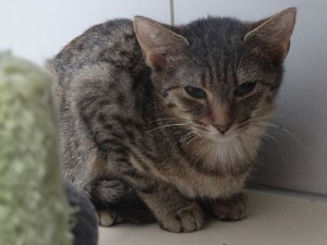 Ori