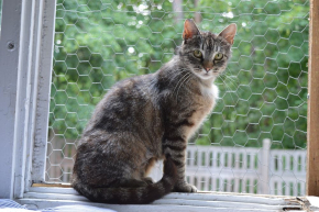 Zula