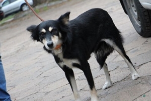 Pysia