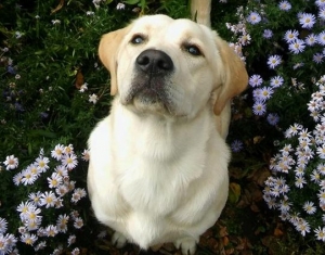 Labrador