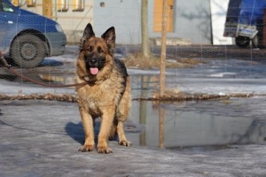 Oleńka