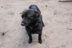 Bonnie