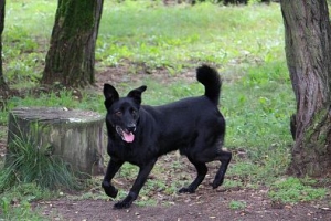 Dżeki