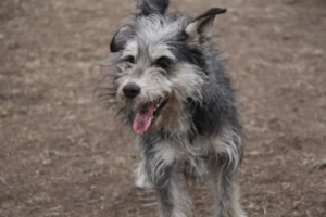 Pixi