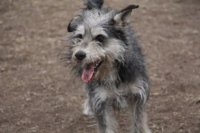 Pixi