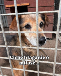 Michu - nie chce zostać w schronisku