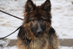 Kuma