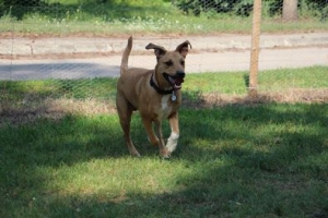 Bax