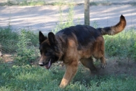 Borys