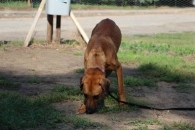 Gobi