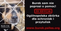Burek sam nie poprosi o pomoc