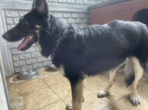 Kodi