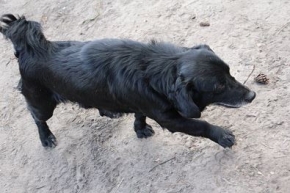 Bruti