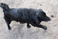 Bruti