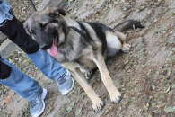 Kora