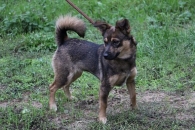 Sylwka