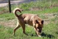 Rubin