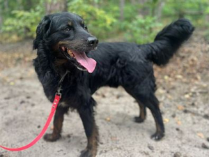 Zorba