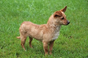 Małami