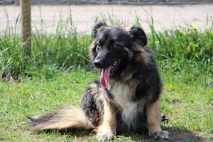 Okoń