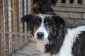 Oldi