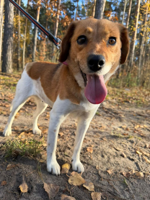 Paka