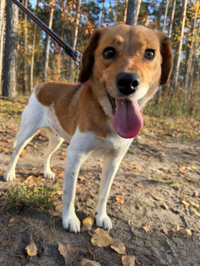 Paka
