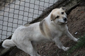 Maxi