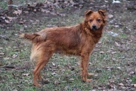 Rysia