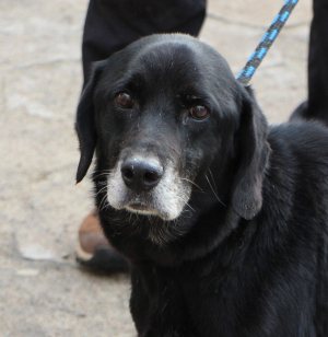 Roki