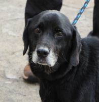 Roki