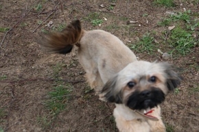Lola