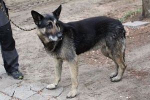 Łazik
